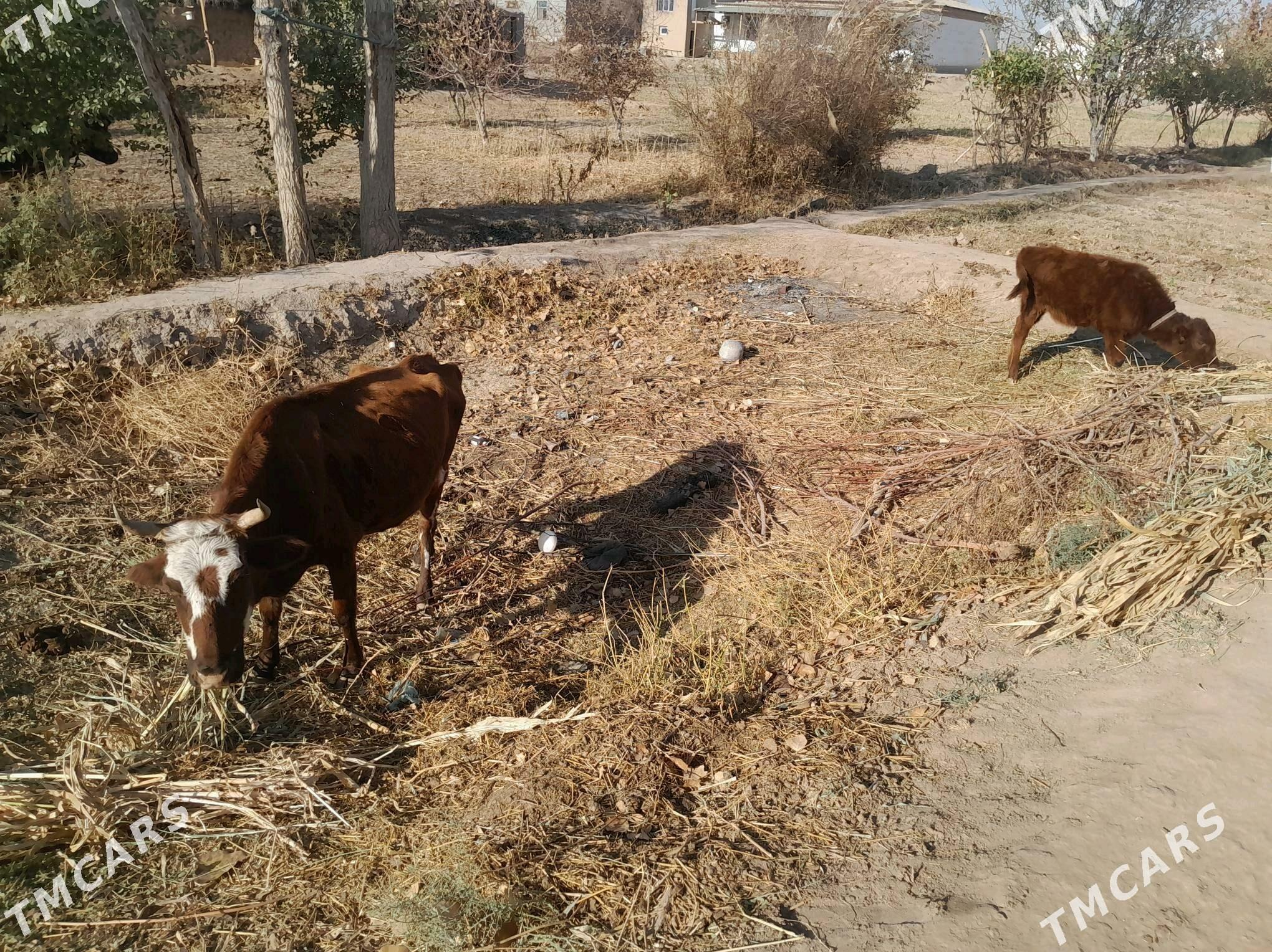 Gòleli sygyr - Gurbansoltan Eje - img 2