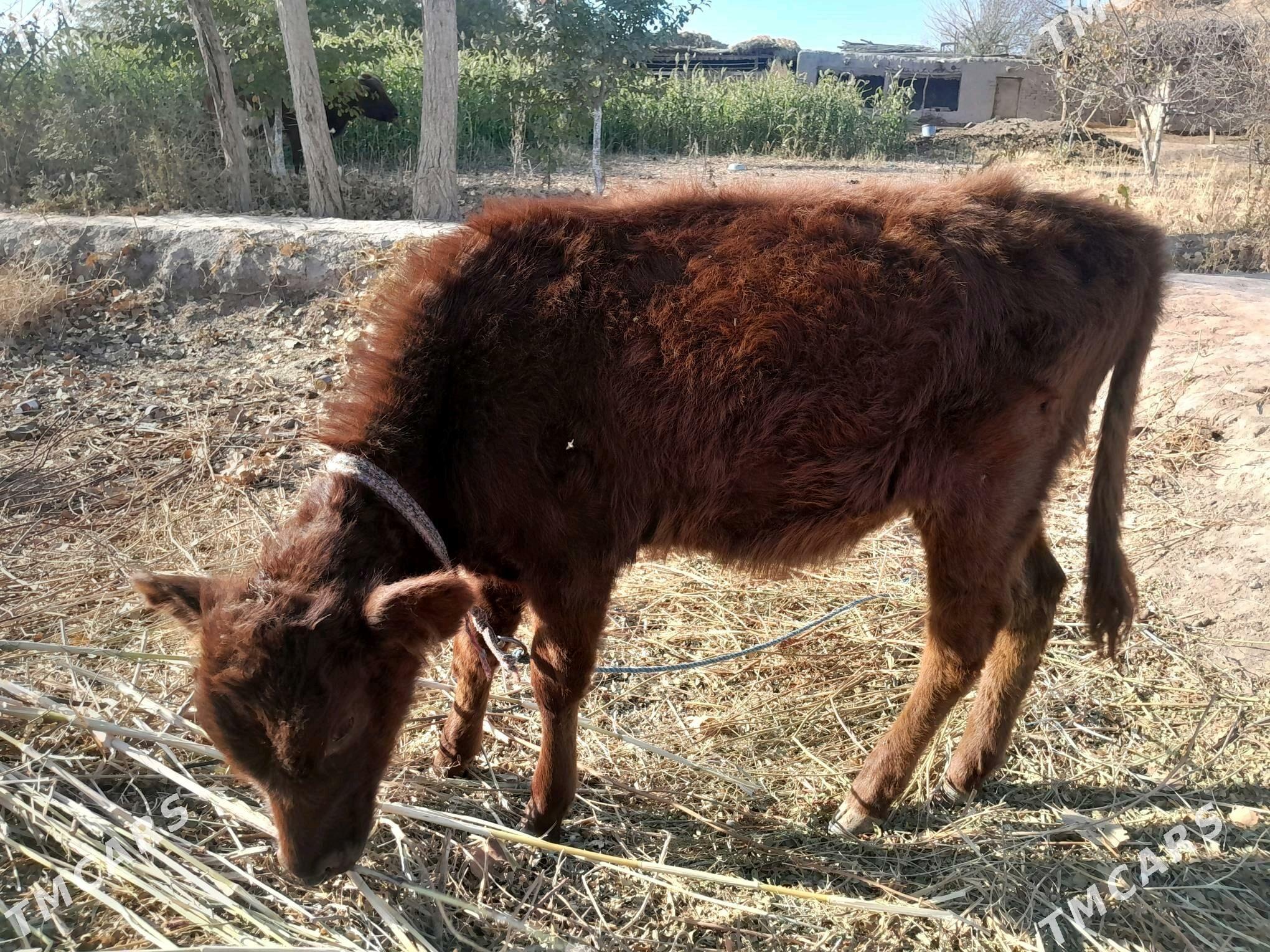 Gòleli sygyr - Gurbansoltan Eje - img 3