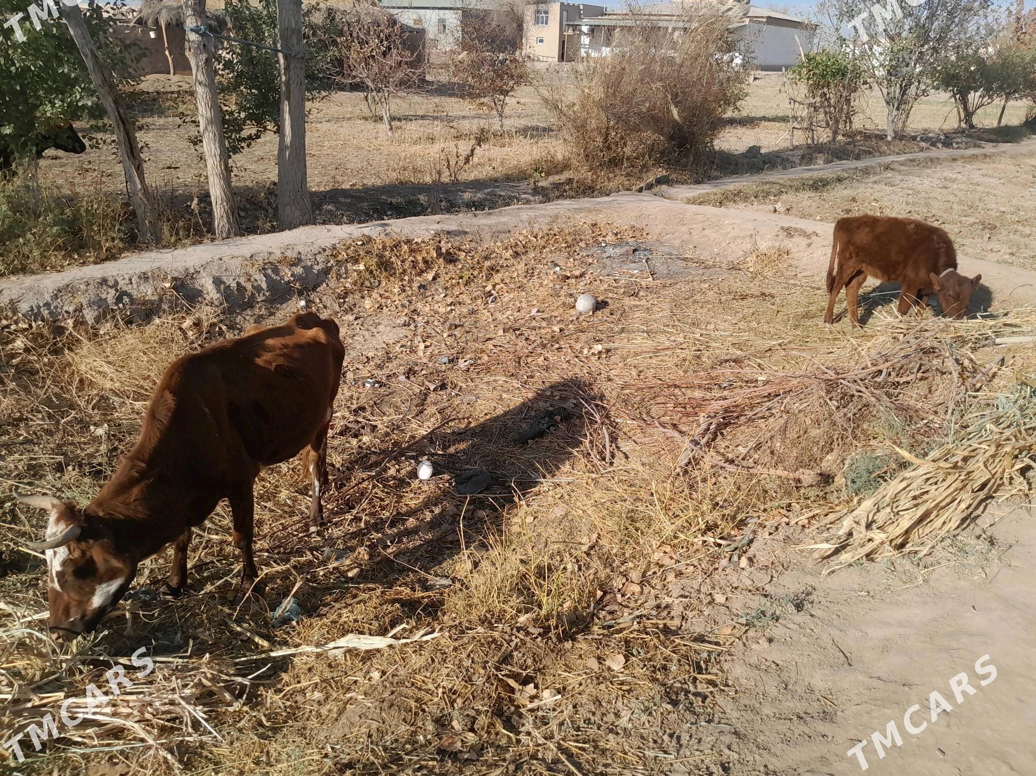 Gòleli sygyr - Gurbansoltan Eje - img 4