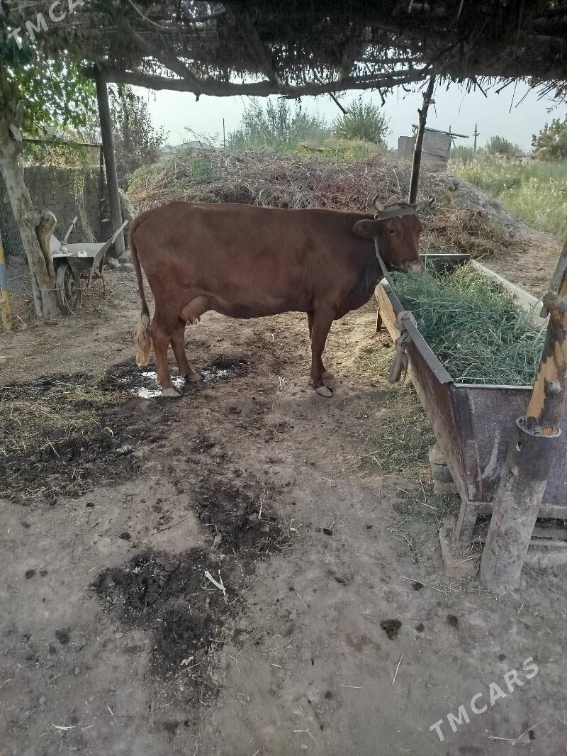 Göleli sygyr - Мургап - img 9