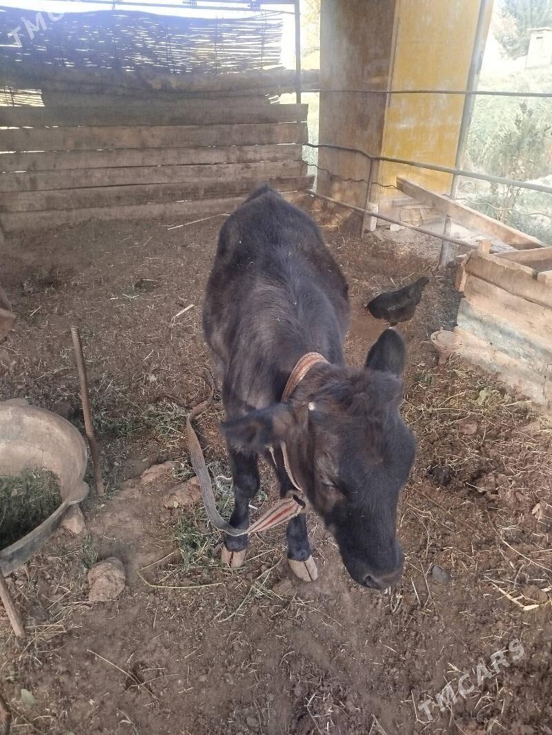 Göleli sygyr - Мургап - img 6