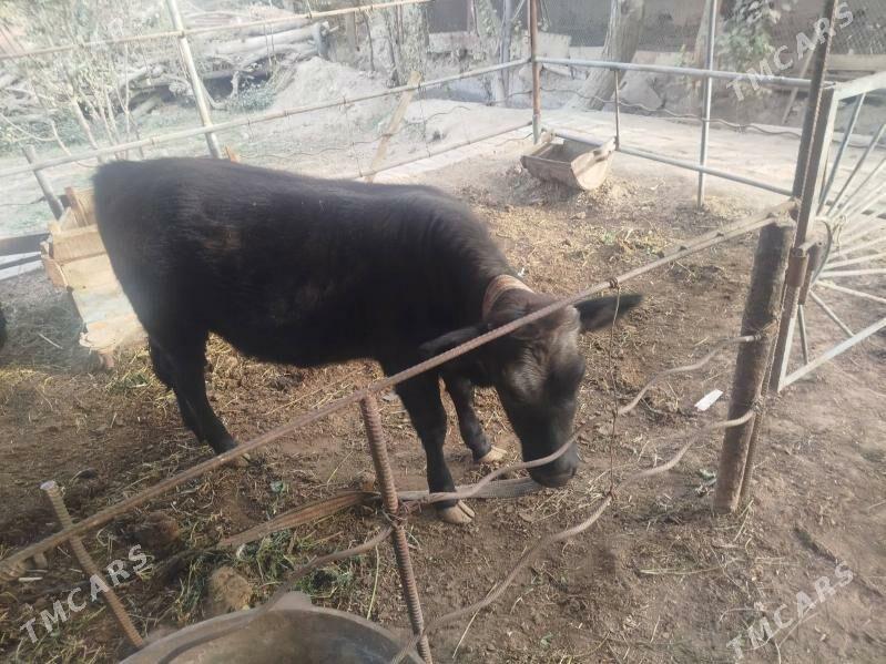 Göleli sygyr - Мургап - img 8