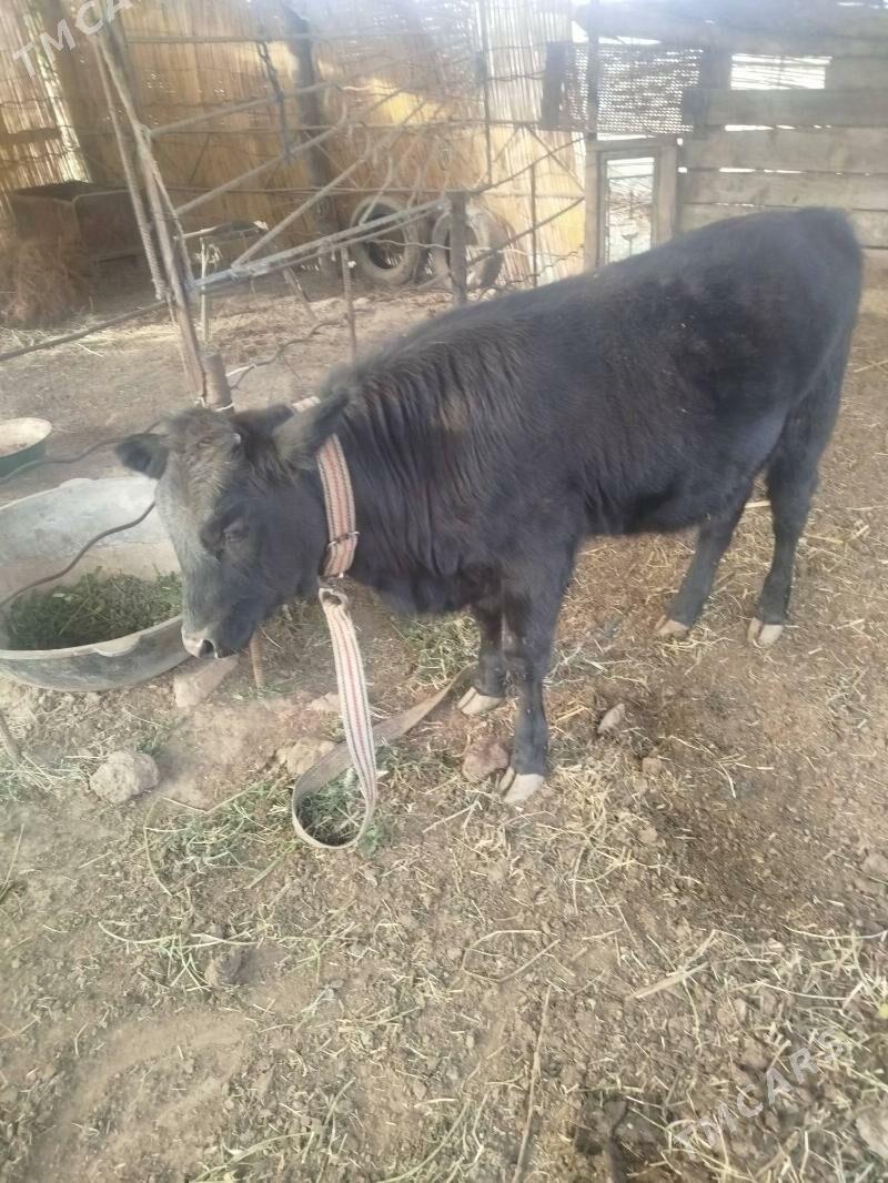 Göleli sygyr - Мургап - img 4