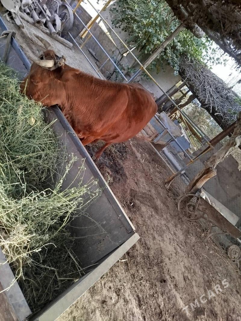 Göleli sygyr - Мургап - img 3