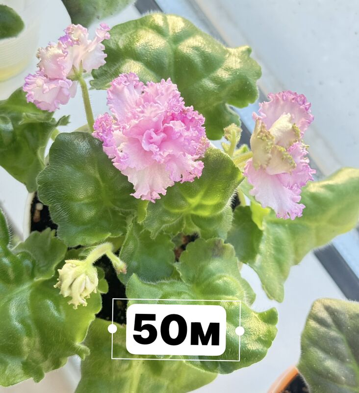 фиалки - Ашхабад - img 2