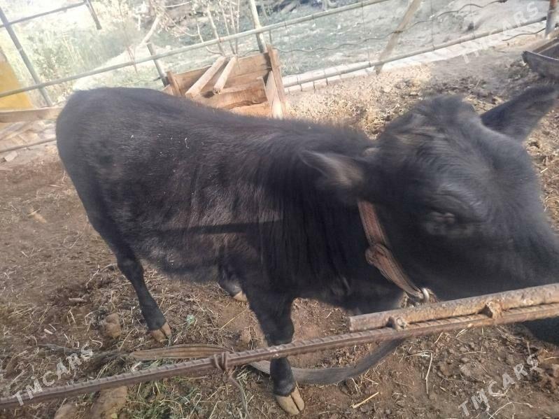 Göleli sygyr - Мургап - img 7