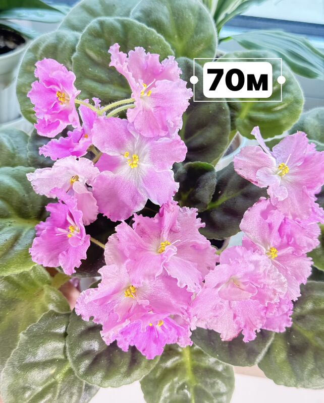 фиалки - Ашхабад - img 6