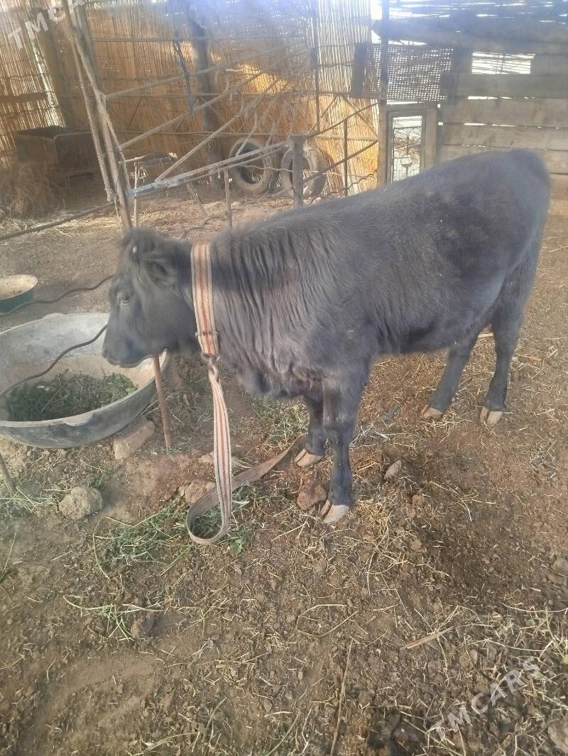 Göleli sygyr - Мургап - img 5