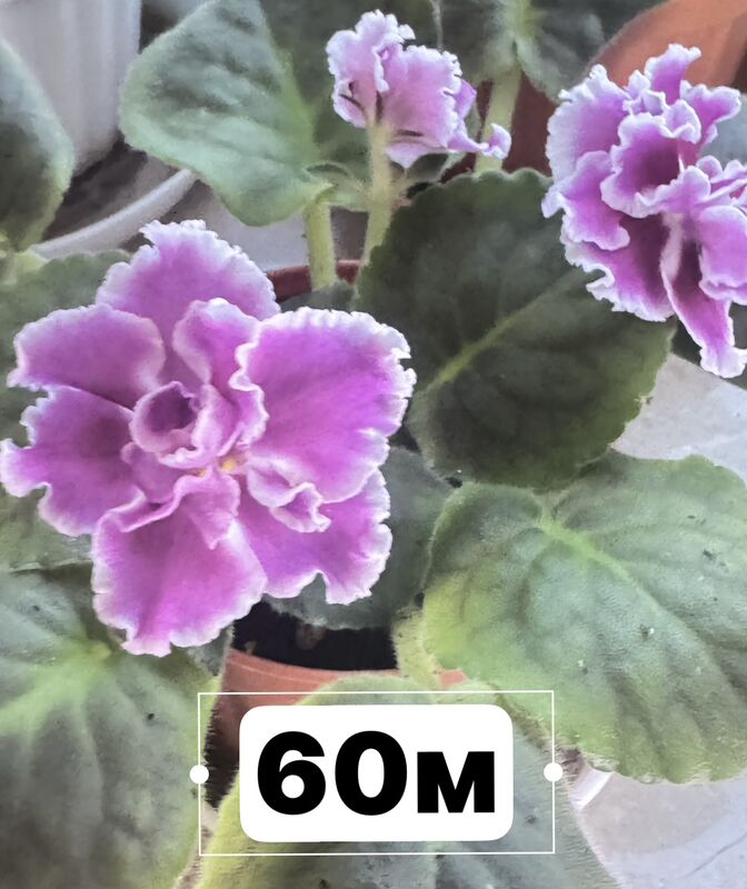 фиалки - Ашхабад - img 4