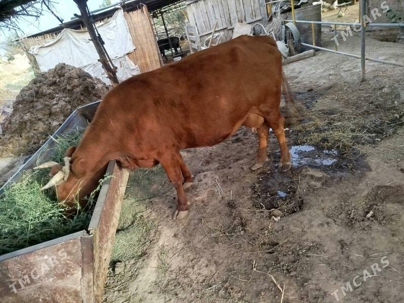 Göleli sygyr - Мургап - img 2