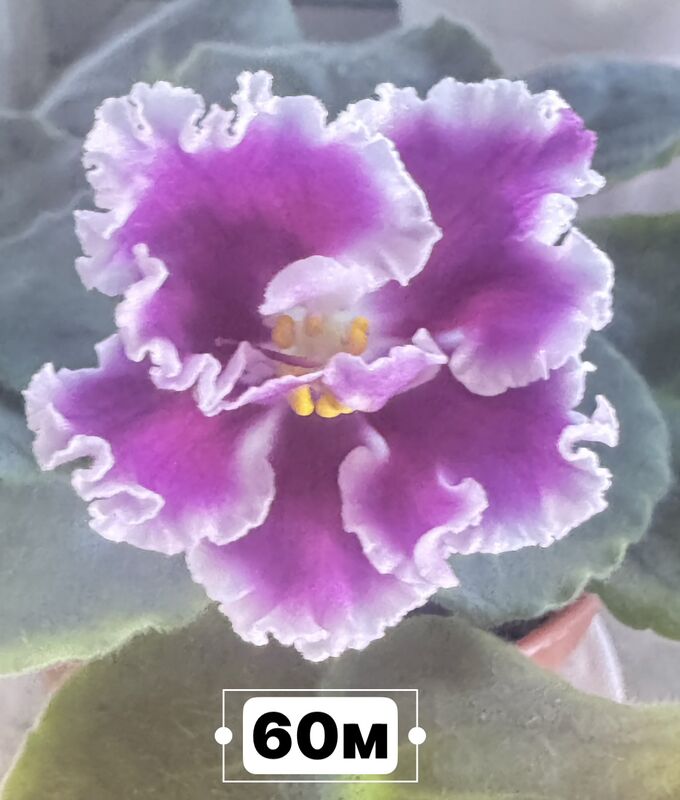 фиалки - Ашхабад - img 3