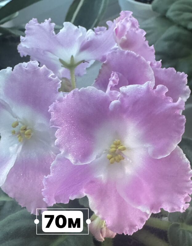 фиалки - Ашхабад - img 5