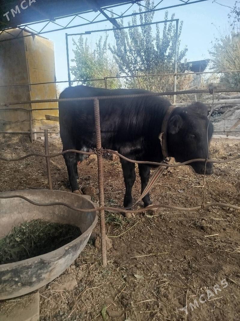 Göleli sygyr - Мургап - img 10