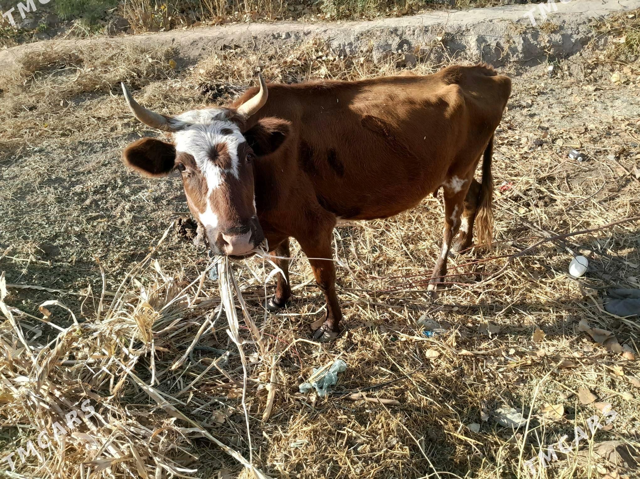 Gòleli sygyr - Gurbansoltan Eje - img 5