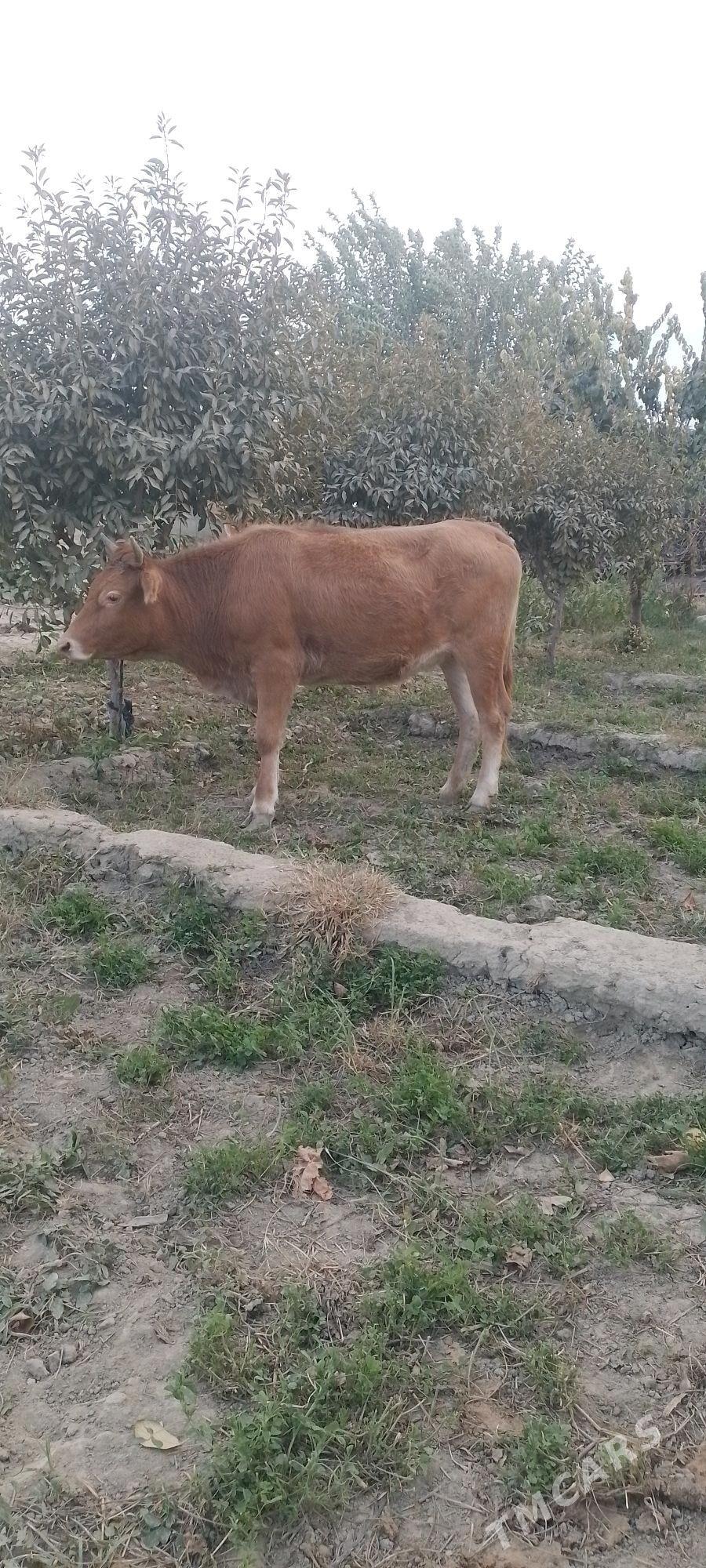 TÜWE - Бахарден - img 2