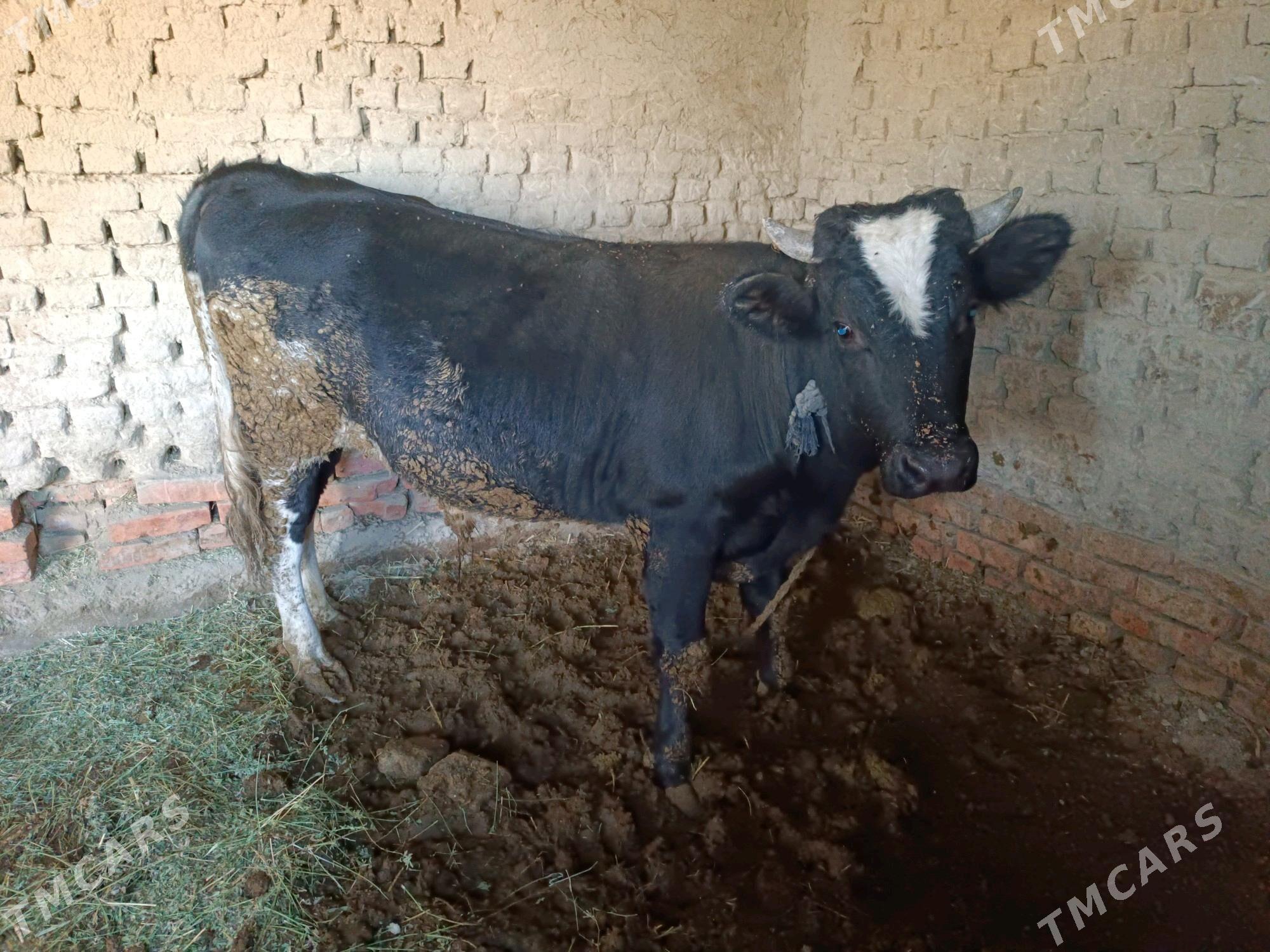 Öküz - Бахарден - img 3