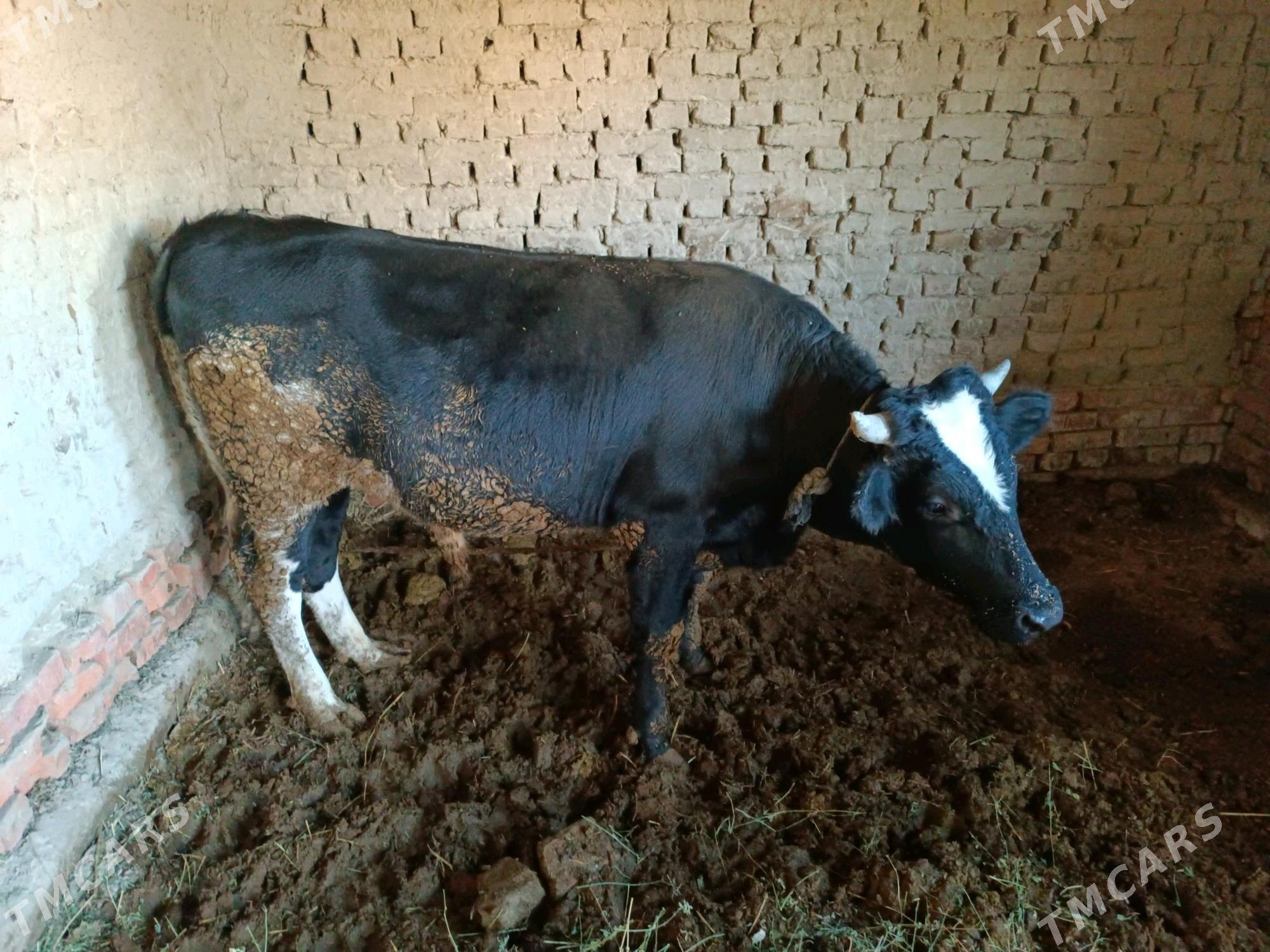 Öküz - Бахарден - img 2