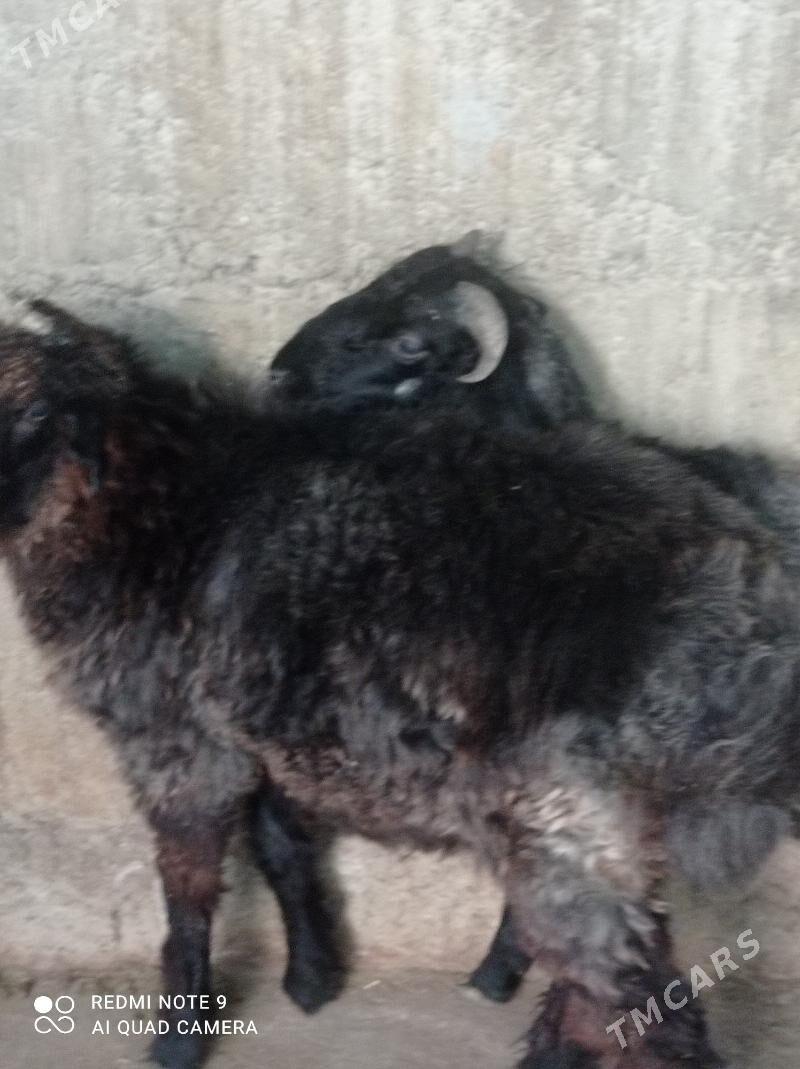 tokli - Hitrowka - img 2