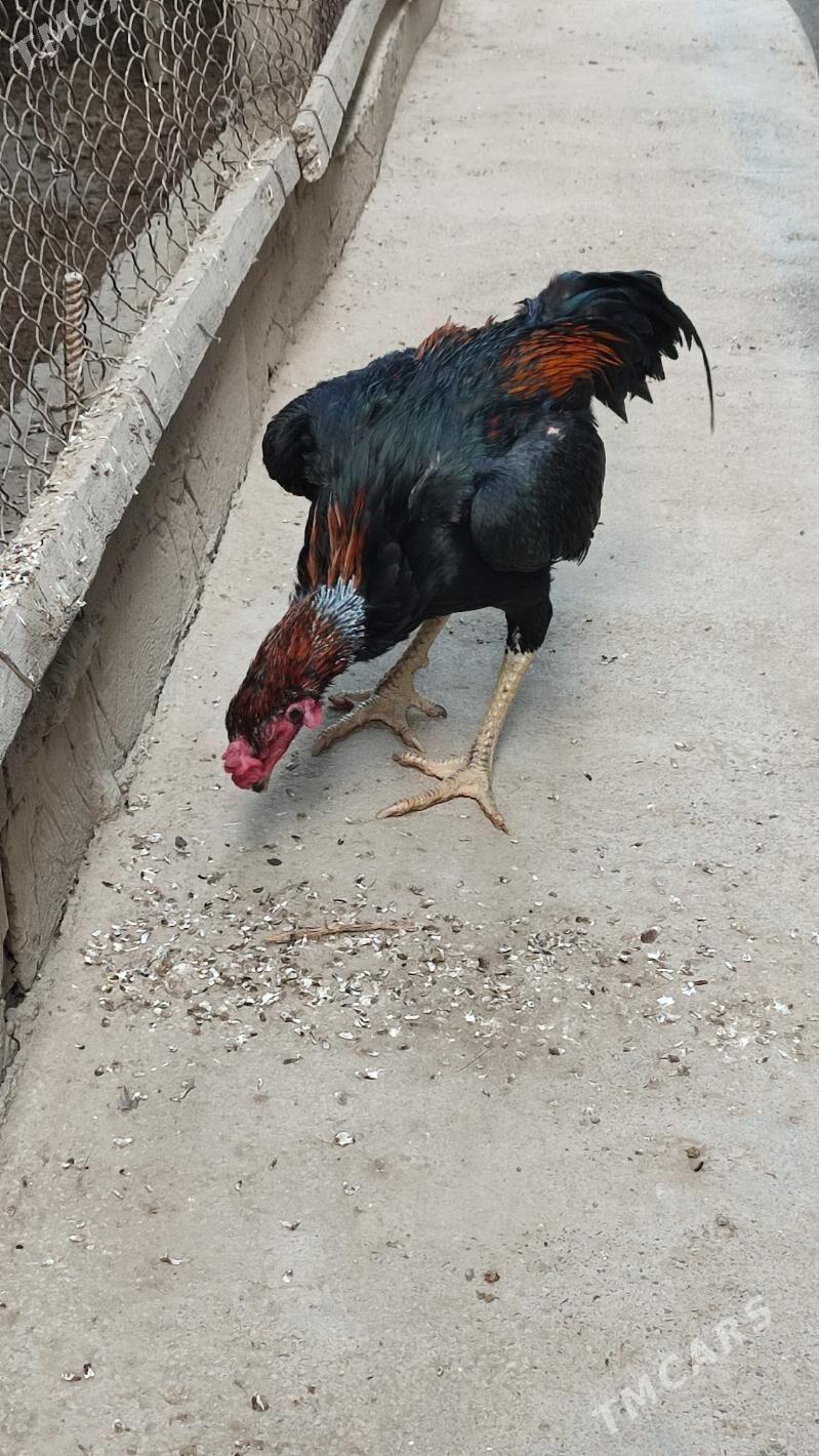 Tasgnet - Гёкдепе - img 2