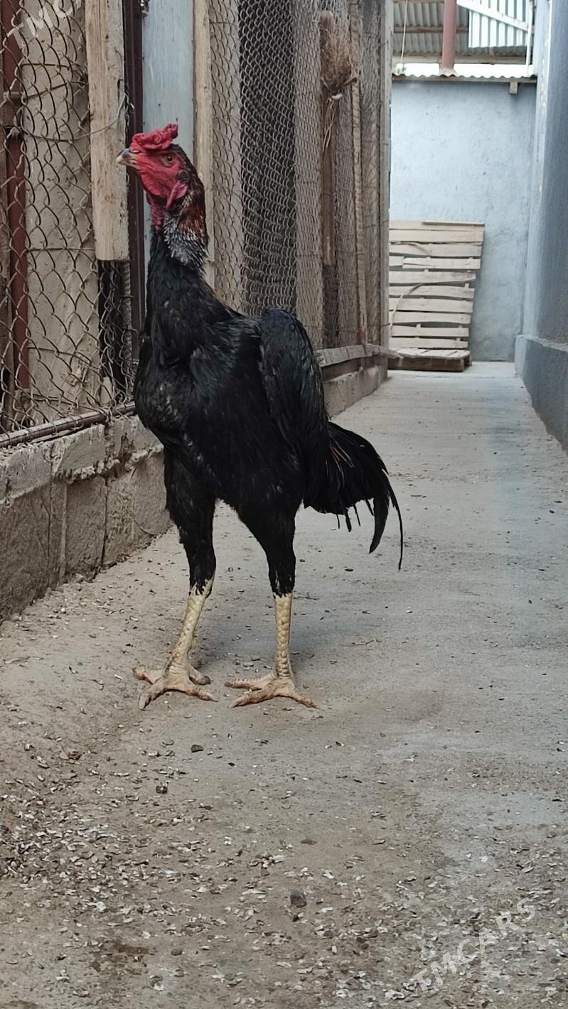 Tasgnet - Гёкдепе - img 3