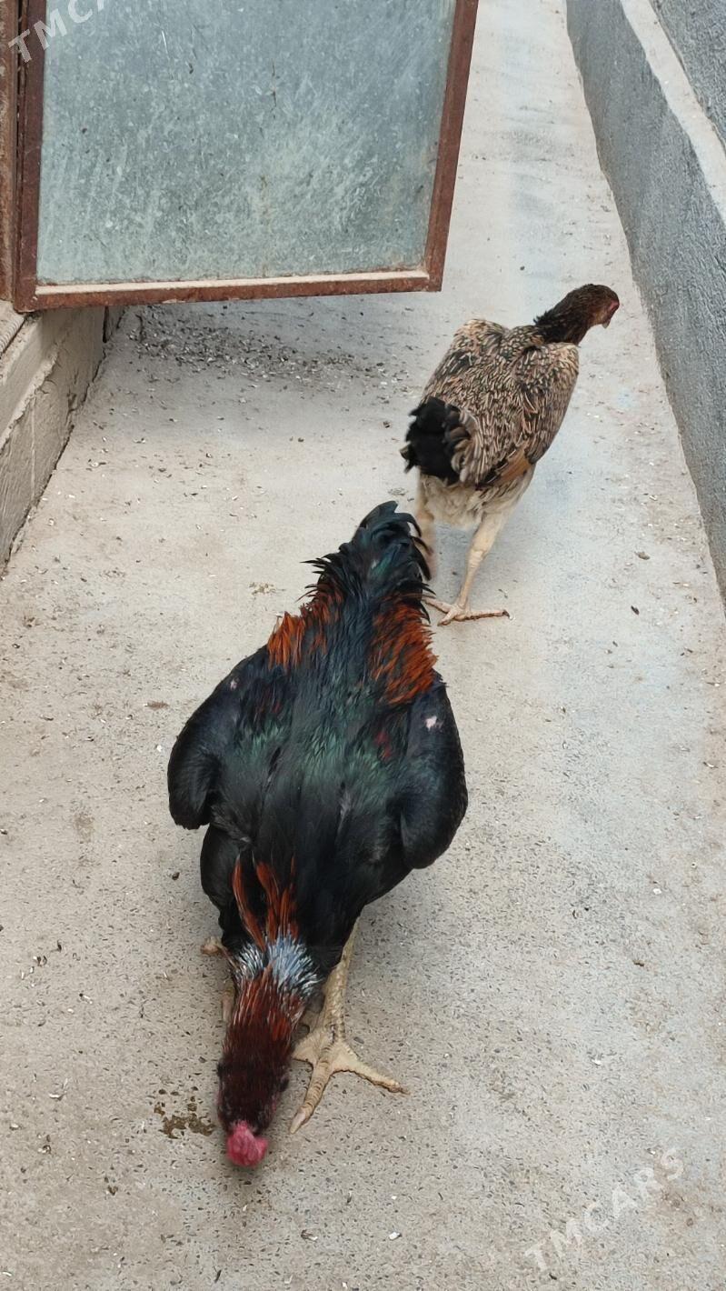 Tasgnet - Гёкдепе - img 4