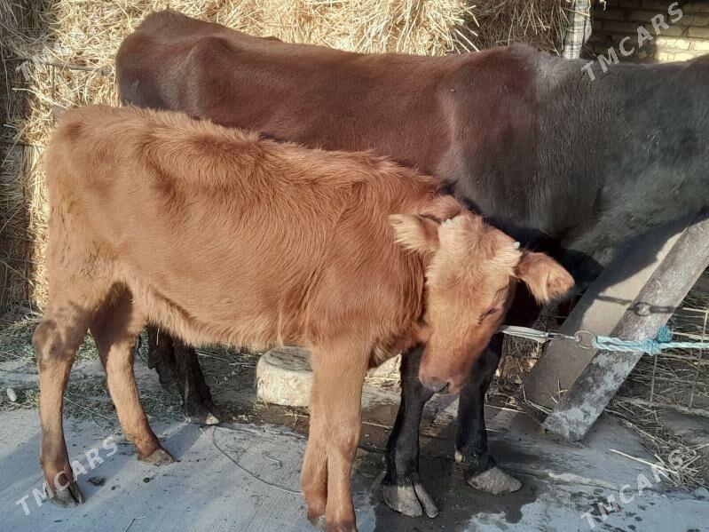 инакли ожек - Чарджоу - img 3