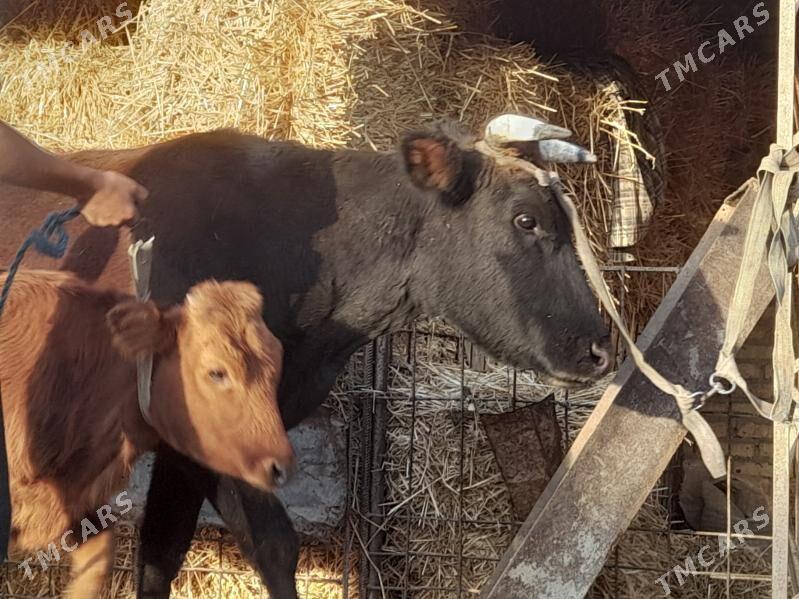 инакли ожек - Чарджоу - img 6