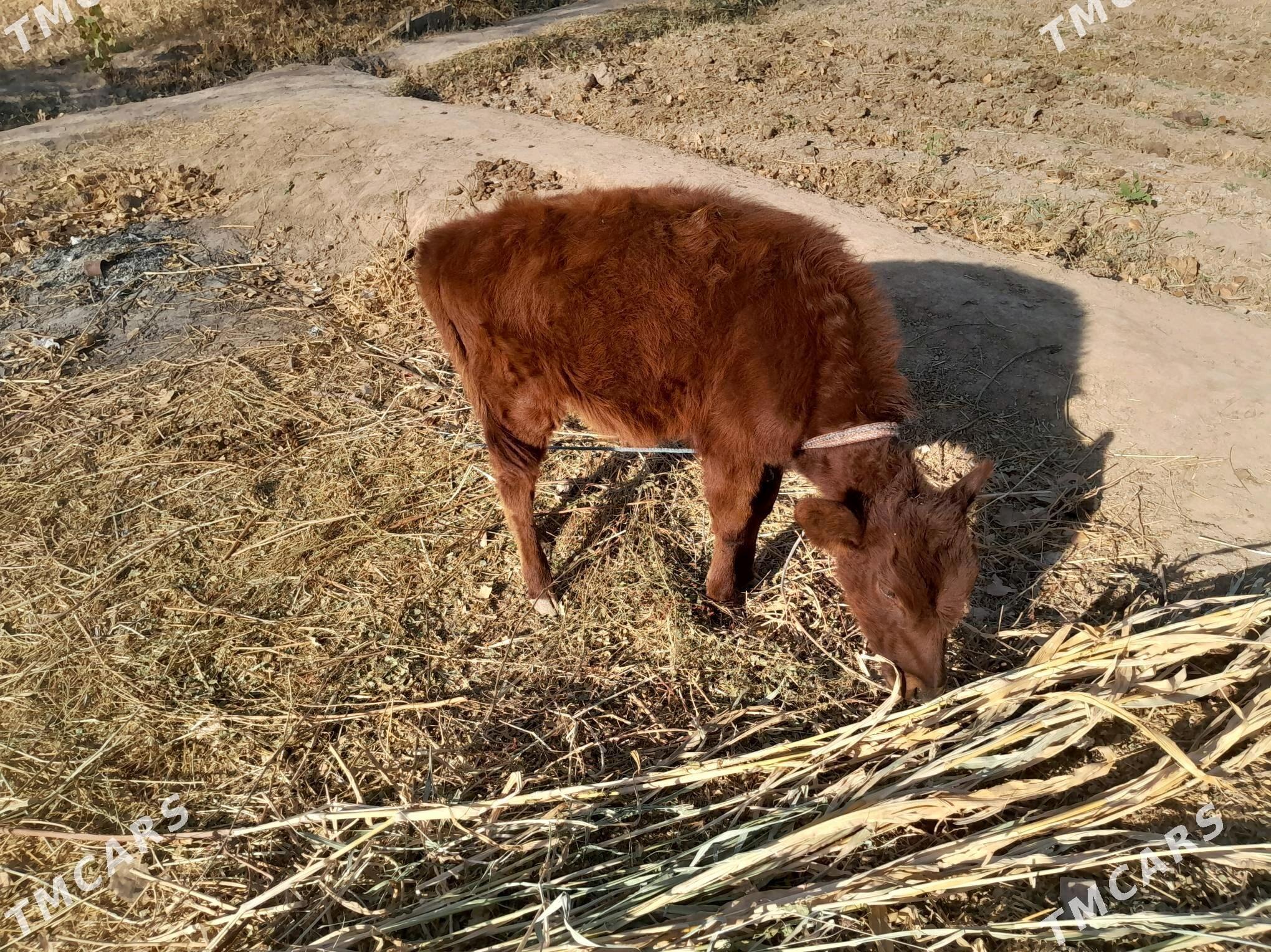 Gòleli sygyr - Gurbansoltan Eje - img 6