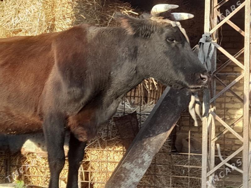 инакли ожек - Чарджоу - img 5