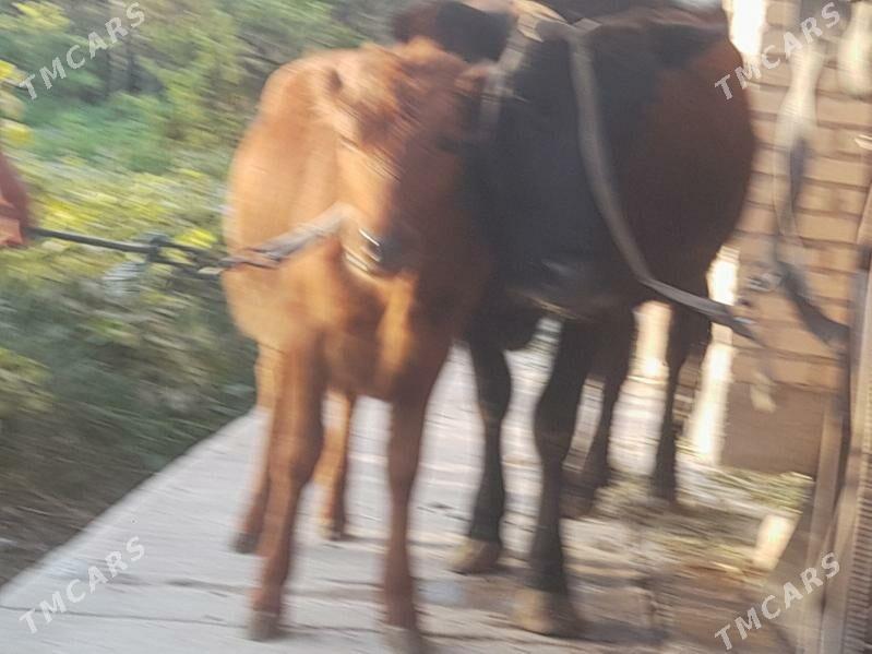 инакли ожек - Чарджоу - img 2