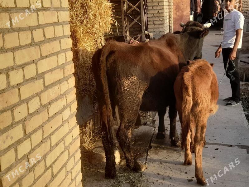 инакли ожек - Чарджоу - img 4