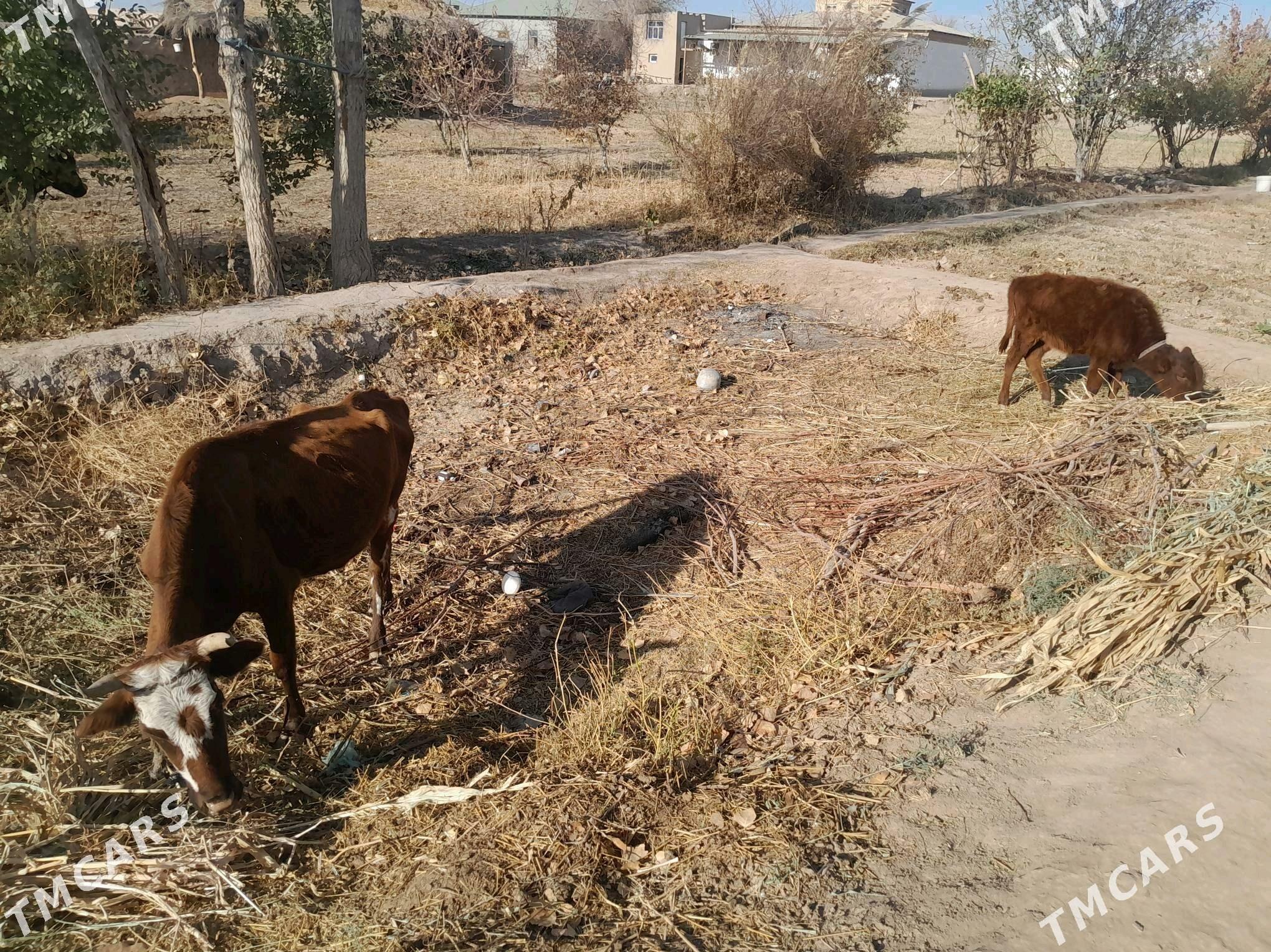 Gòleli sygyr - Gurbansoltan Eje - img 1