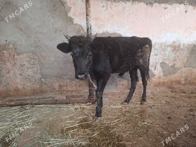 Öküz - Hitrowka - img 4