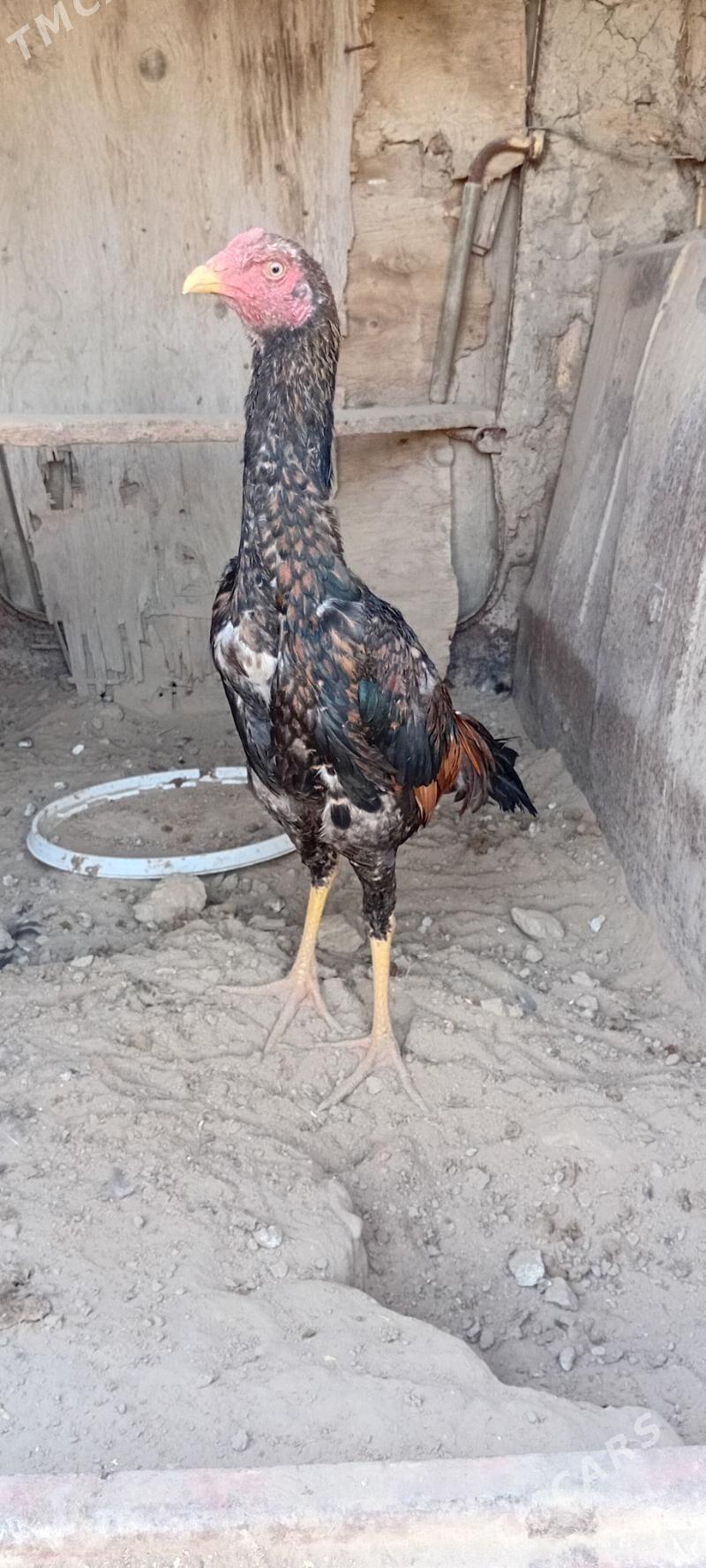 Bayes juyje - Baýramaly - img 2