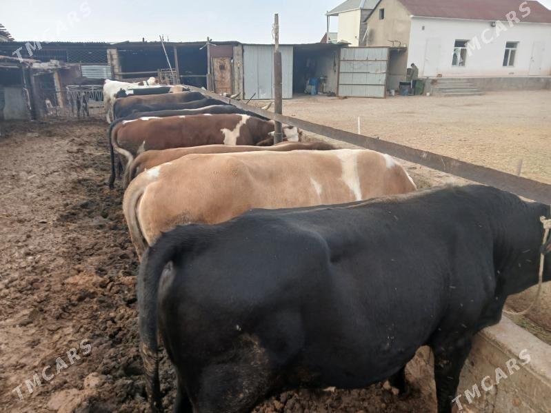 окузлер сыгыр - Балканабат - img 4