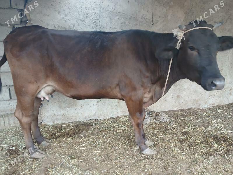 окузлер сыгыр - Балканабат - img 1