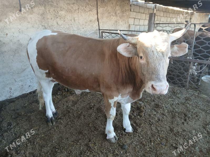 окузлер сыгыр - Балканабат - img 2