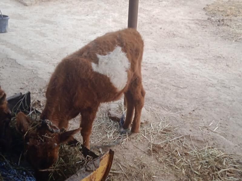 GÖLELI SYGYR - Babadaýhan - img 1