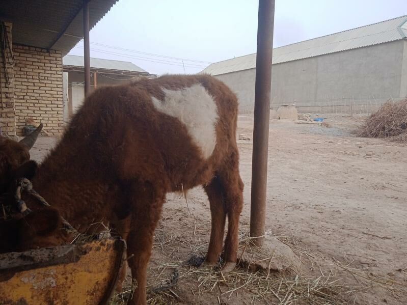 GÖLELI SYGYR - Babadaýhan - img 3