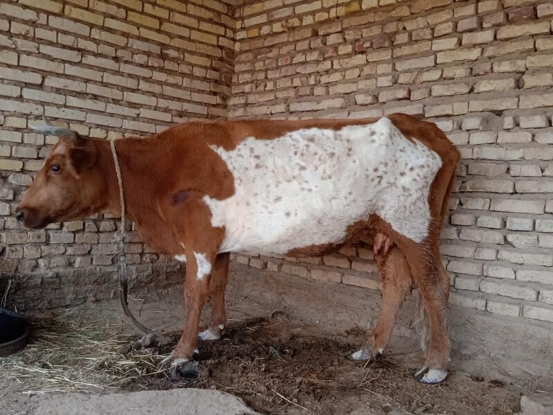 GÖLELI SYGYR - Babadaýhan - img 2