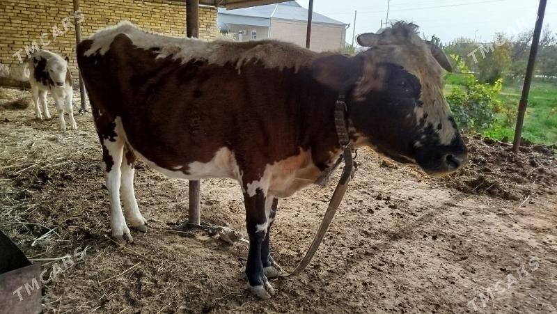 Goleli sygyr - Mary - img 6