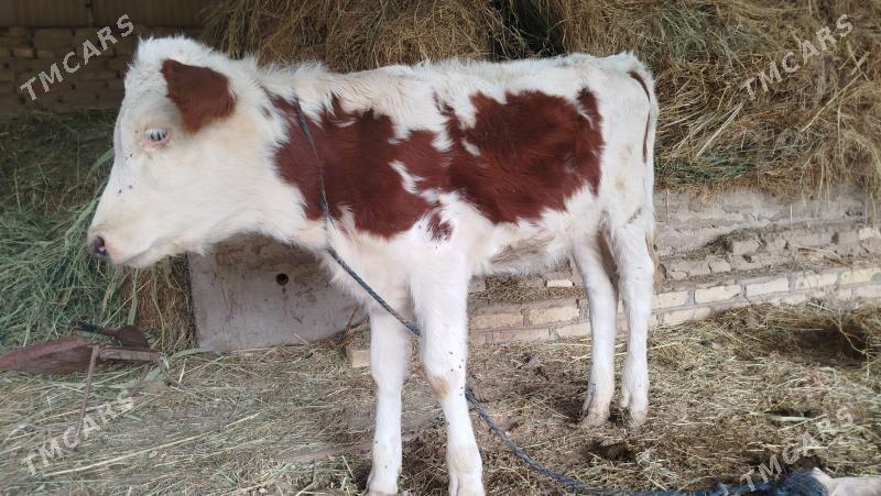 Goleli sygyr - Mary - img 4