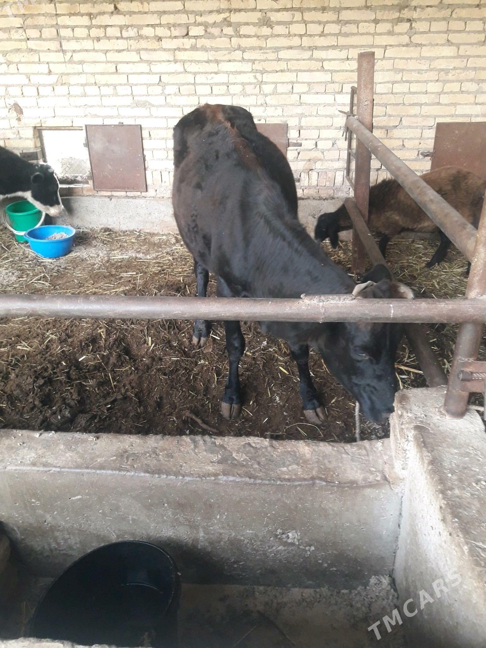 unajynlar - Чарджоу - img 2