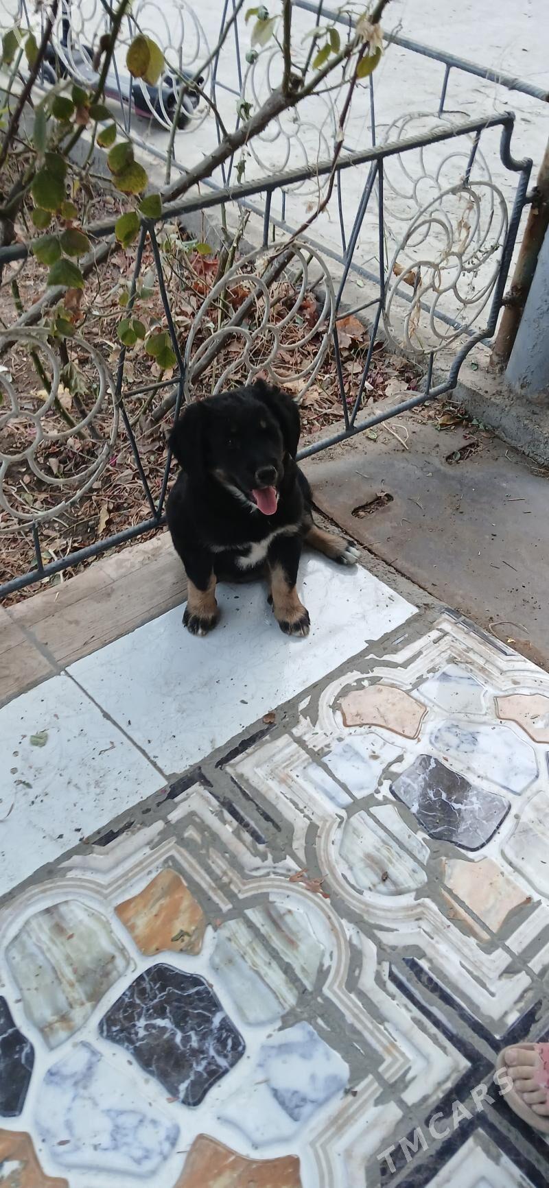 Щенята - Мары - img 3