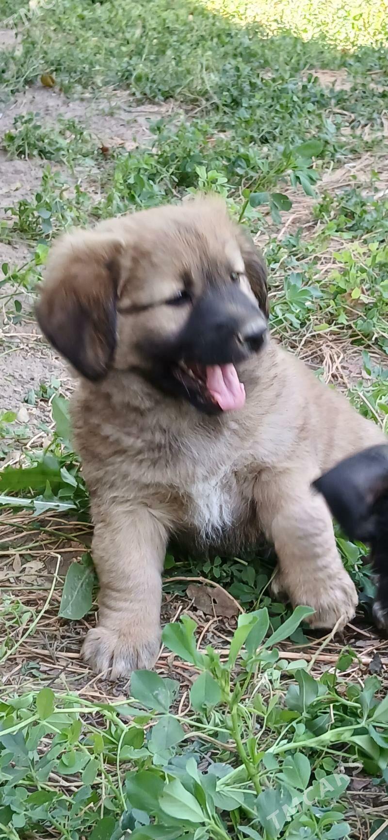 Щенята - Мары - img 2