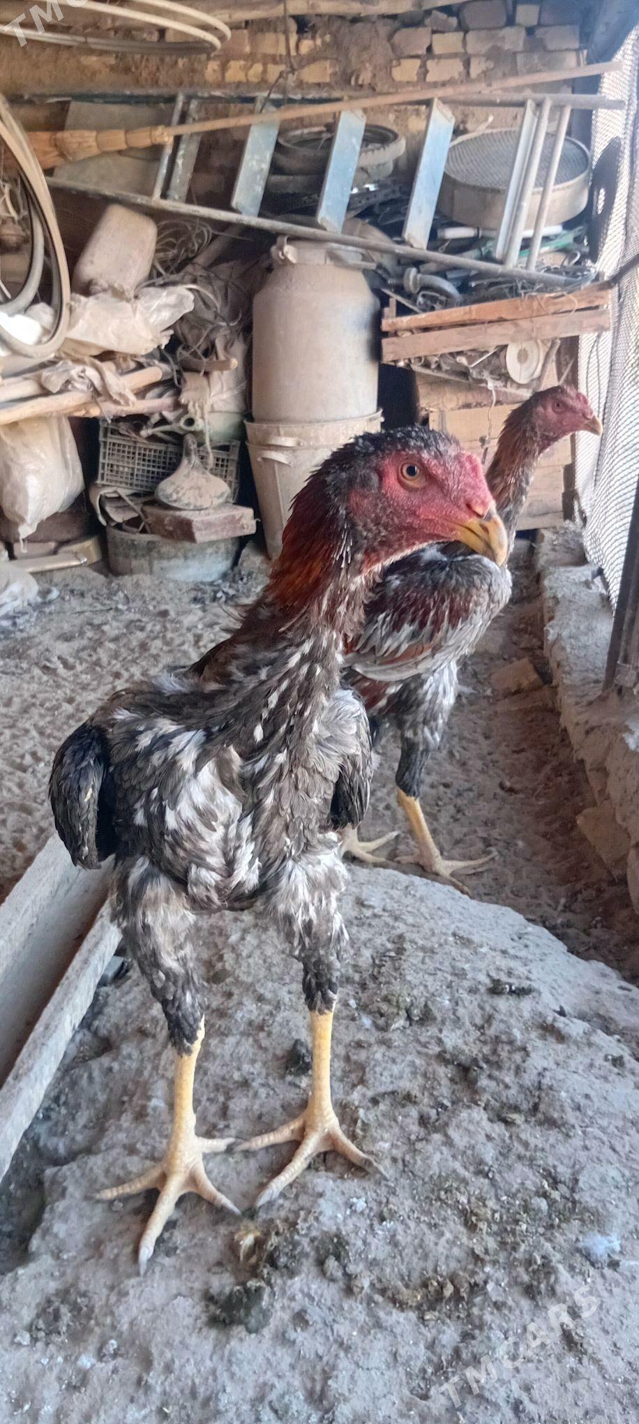 Baye juyje - Байрамали - img 3