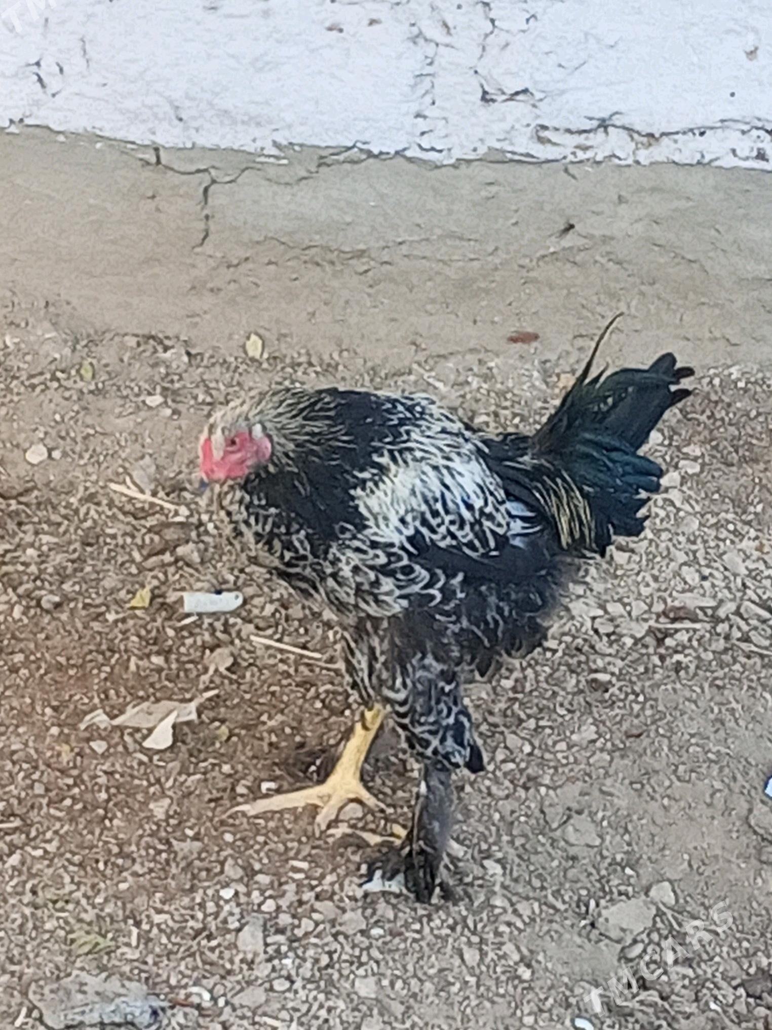 horoz juje - Balkanabat - img 3