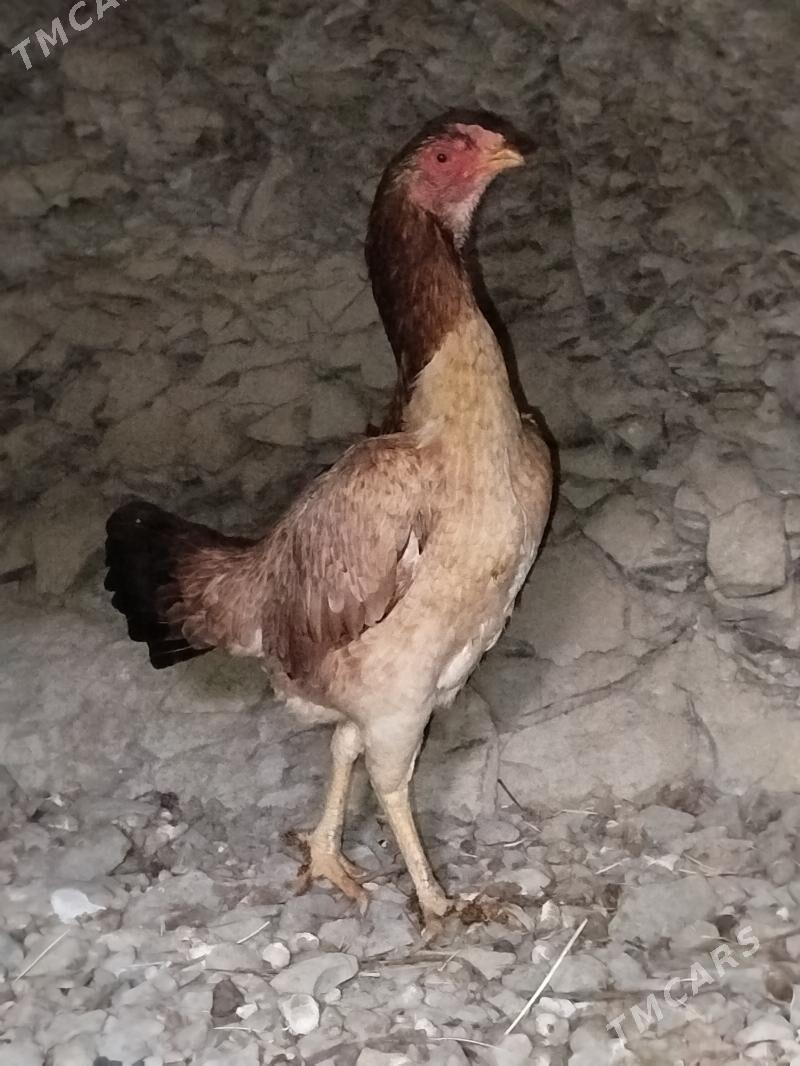 Taşkent towuk - Бахарден - img 2