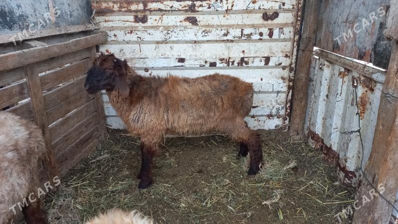 tokli.3si - Gökje - img 3