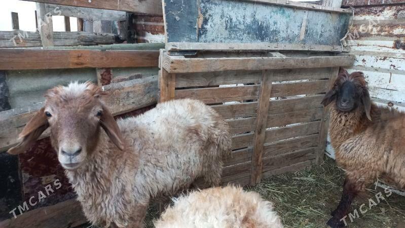 tokli.3si - Gökje - img 2